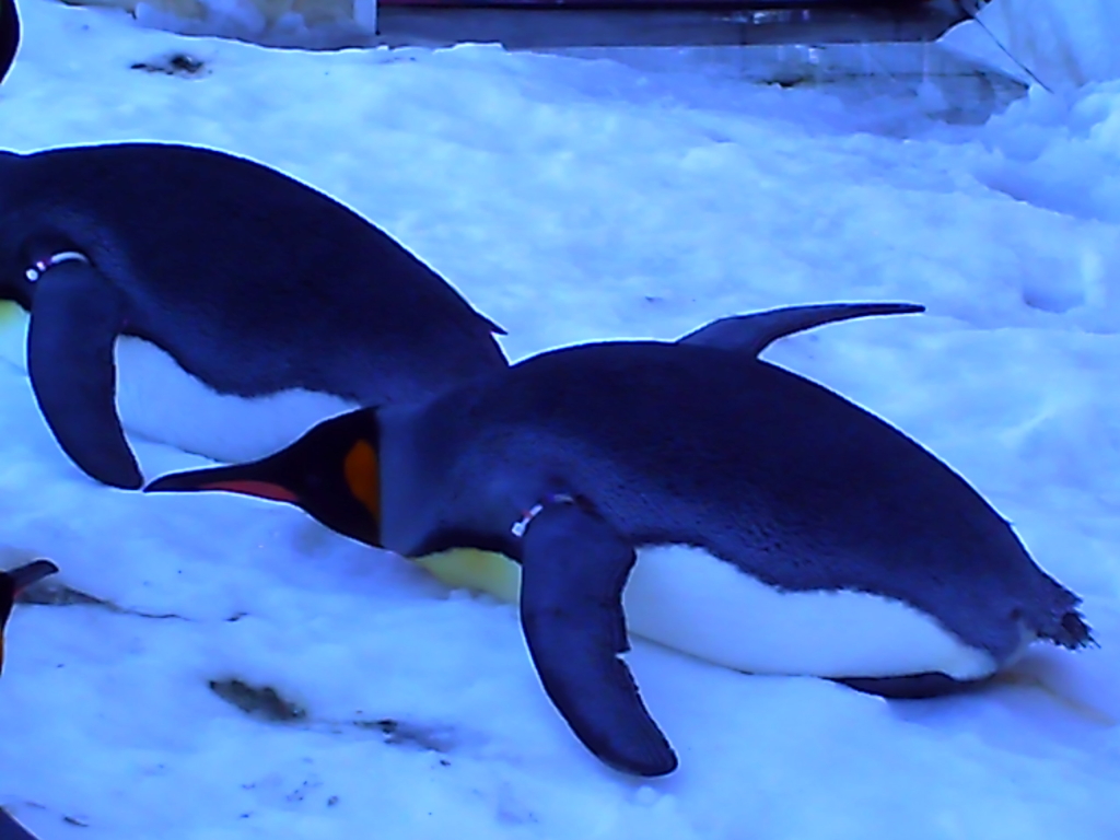 penguin_004