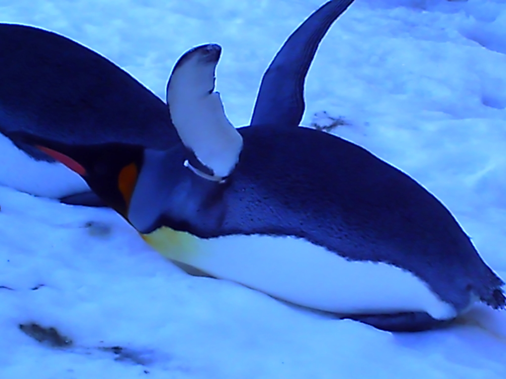 penguin_005