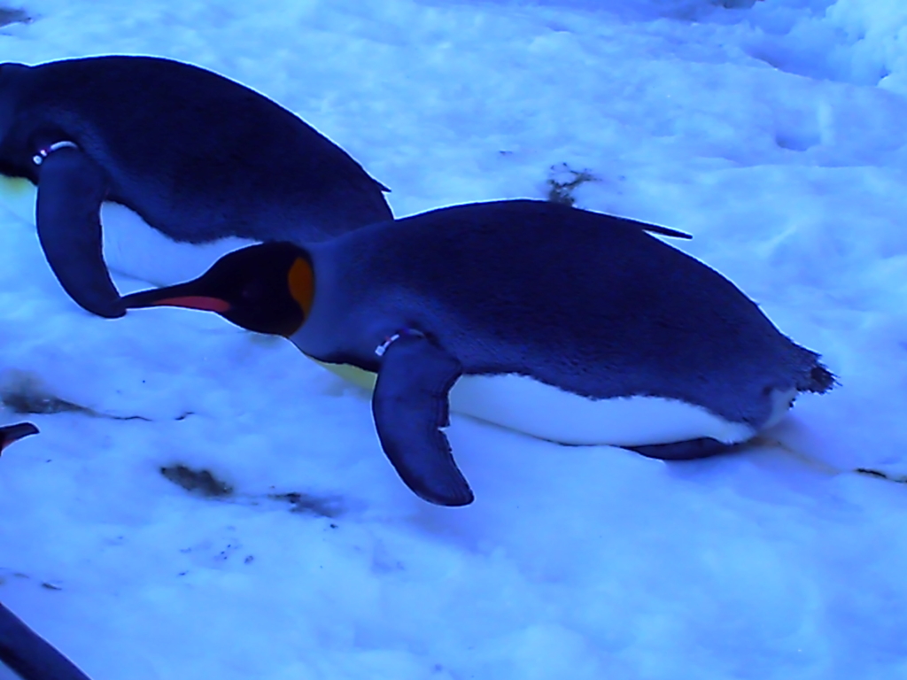 penguin_006