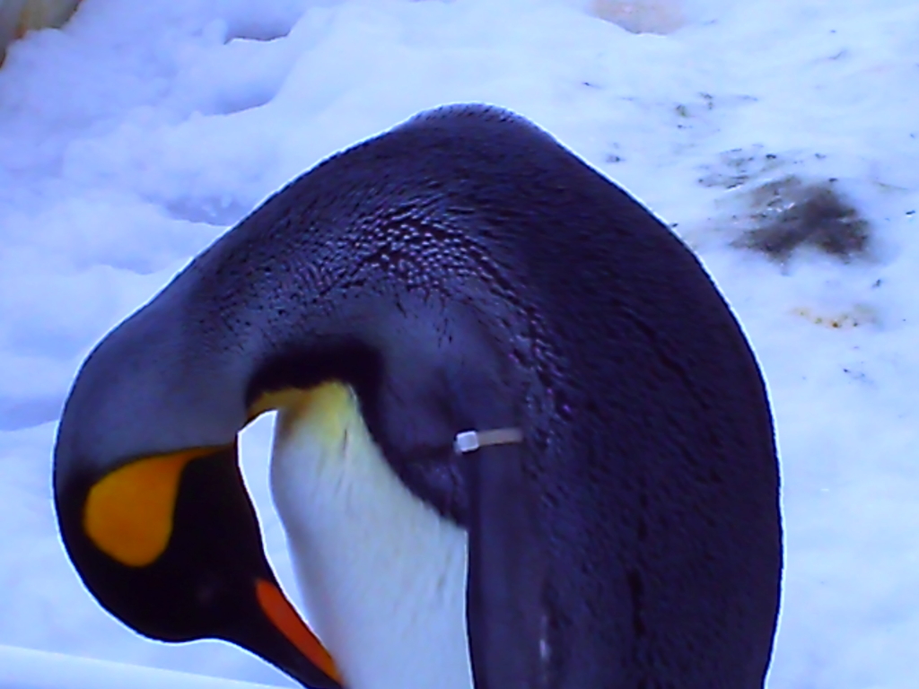 penguin_008