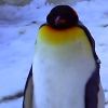 penguin_peck