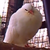pigeonwhite