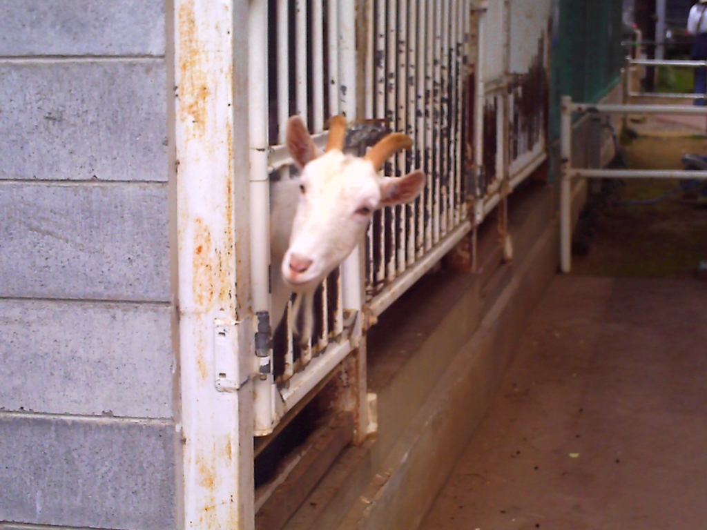 yagi_0011